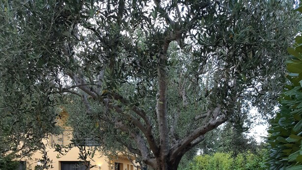 A stone wall, a paved pathway, and a building with a dark door. - Garrigue - EZE - Gîte (EZE)