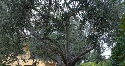 Garrigue - EZE - Gîte