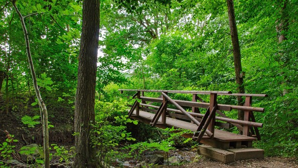 A wooden bridge in a forested area.