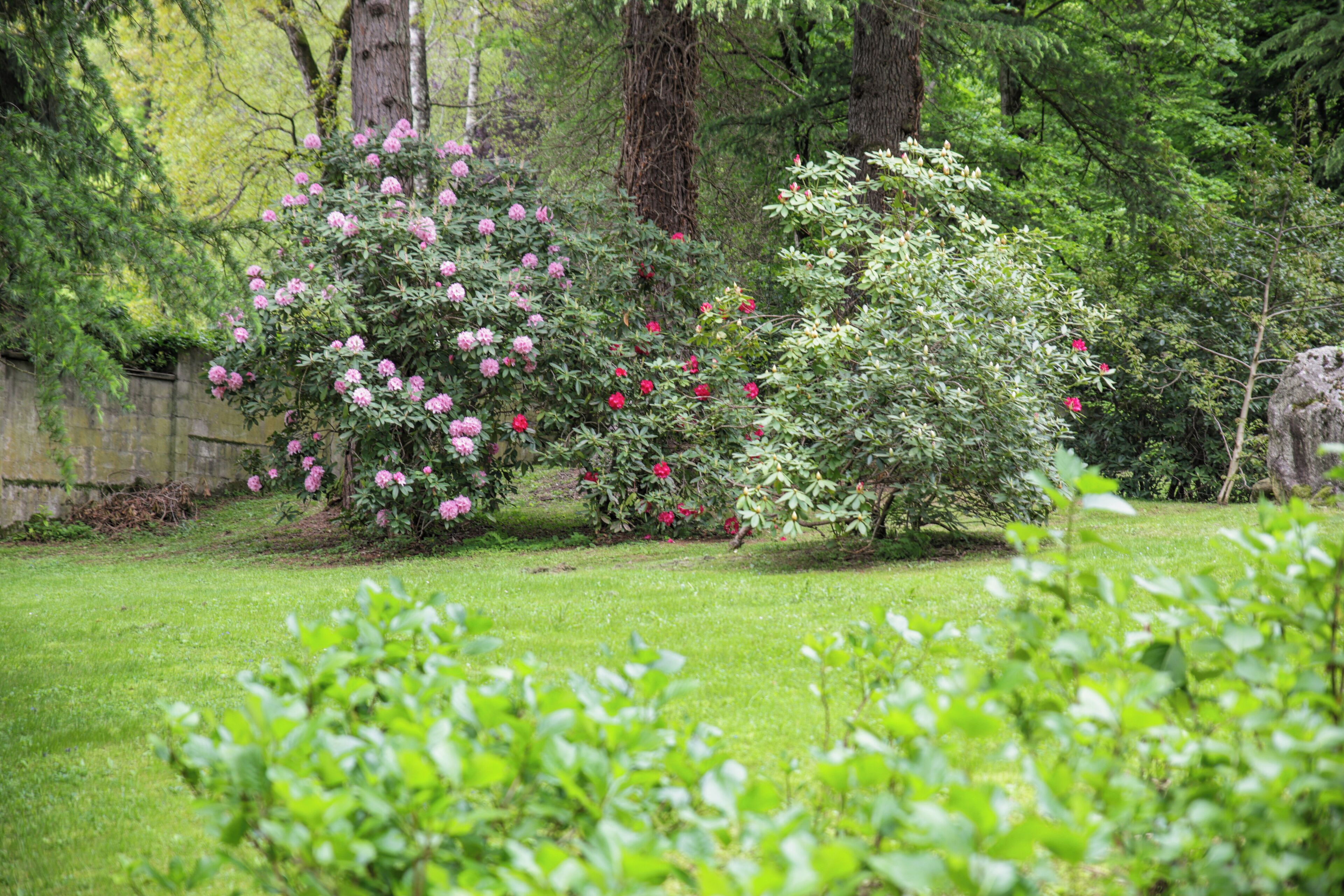 Ein üppiger Garten mit blühenden Büschen und einer Steinmauer.