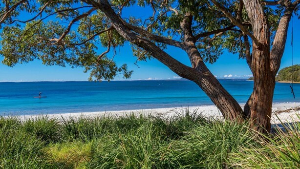 Una playa con un árbol grande al frente, agua azul cristalina y una persona practicando paddleboard a lo lejos.