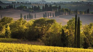 A vineyard with rows of grapevines and a variety of trees in the foreground. - Romantic Apartment In Chianti Classico (Castelnuovo Berardenga)