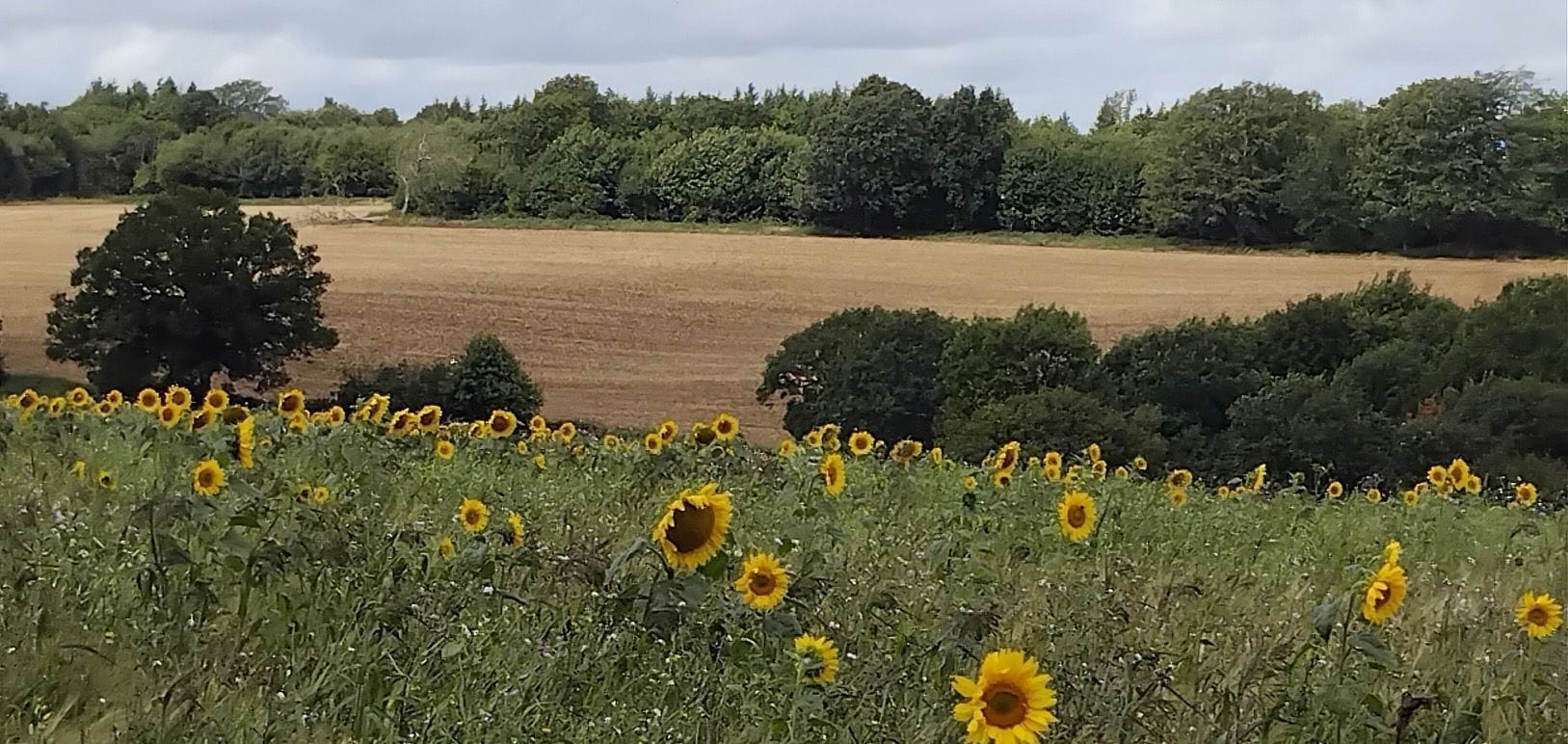 A field of sunflowers with a backdrop of trees and a plowed field.