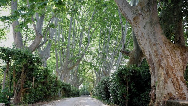 Un chemin de gravier bordé d’arbres imposants aux feuillages denses, qui mène à une entrée fermée par un portail.
