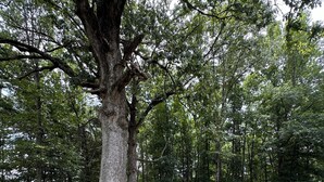A park with a large tree, a wooden bench, and a statue.