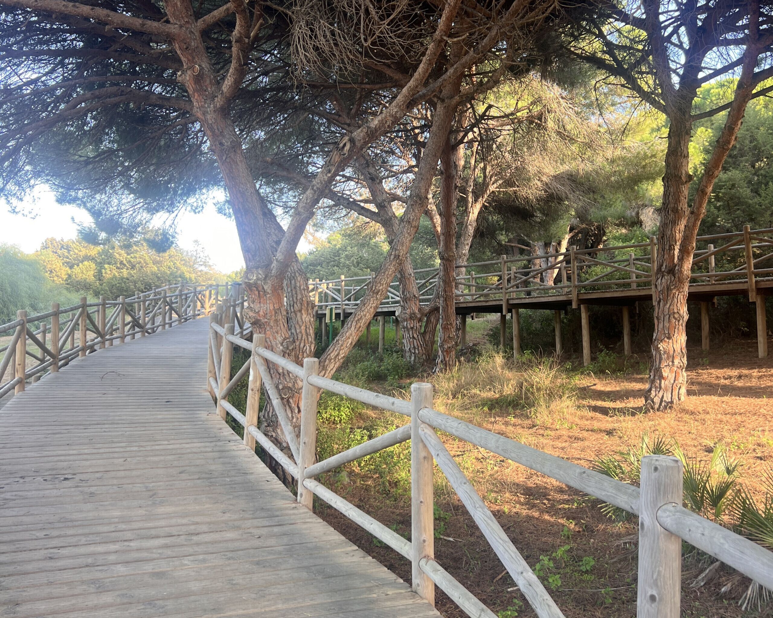 A wooden boardwalk with railings, surrounded by trees and a wooden bridge.
