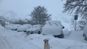 A dog in a snowy parking lot with several snow-covered cars. - Lodging in Artesina with Alpine view, ski-in/out, fireplace and sleeps 6 (Artesina)