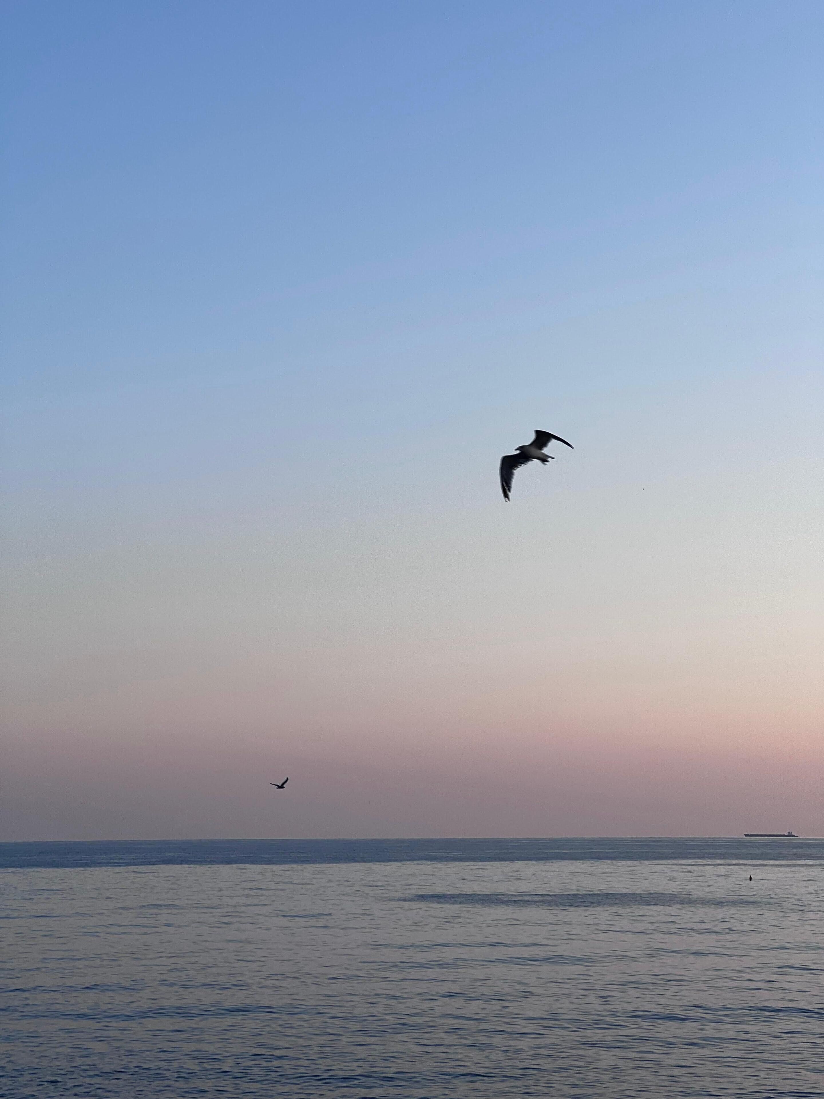 A seascape with a ship in the distance and a bird flying.