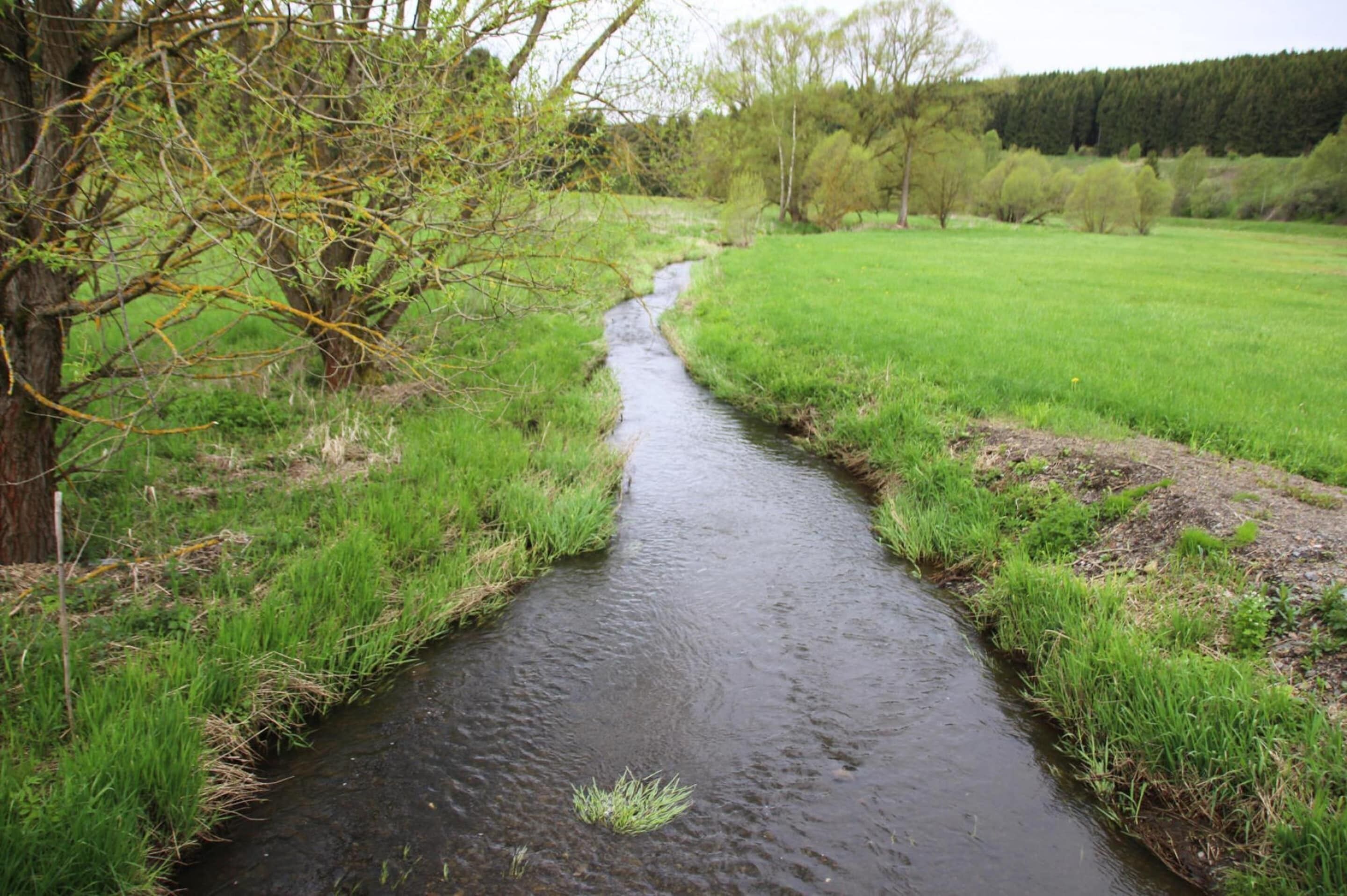 A narrow stream flowing through a grassy field with trees on either side.