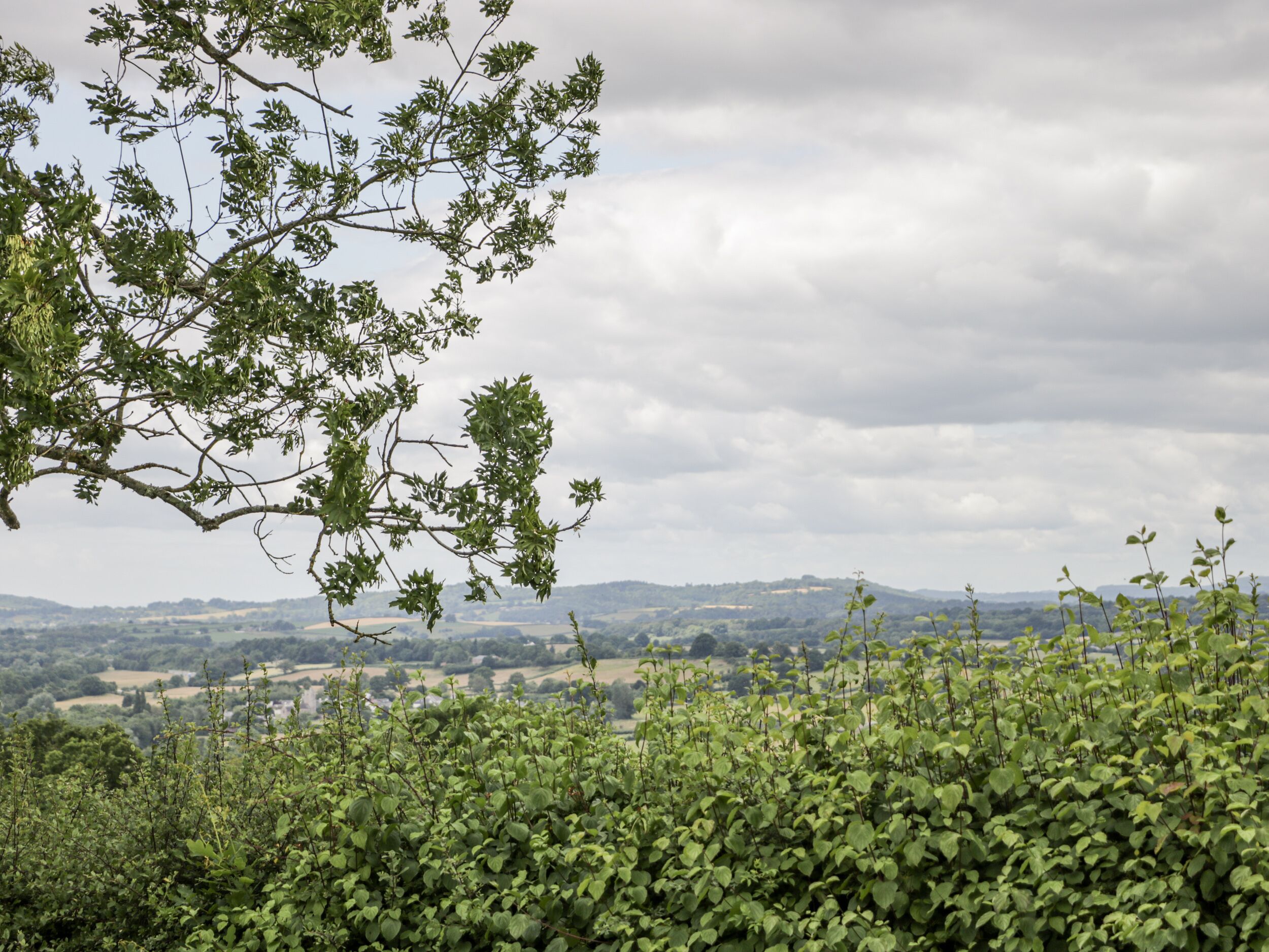 Un paysage avec un arbre au premier plan et une vue sur des collines lointaines.