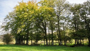 A row of trees in a grassy field. - Bwthyn Bach Brefi (Tregaron)