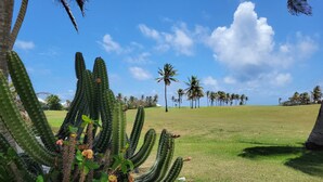 A cactus garden with a grassy field and palm trees in the background.