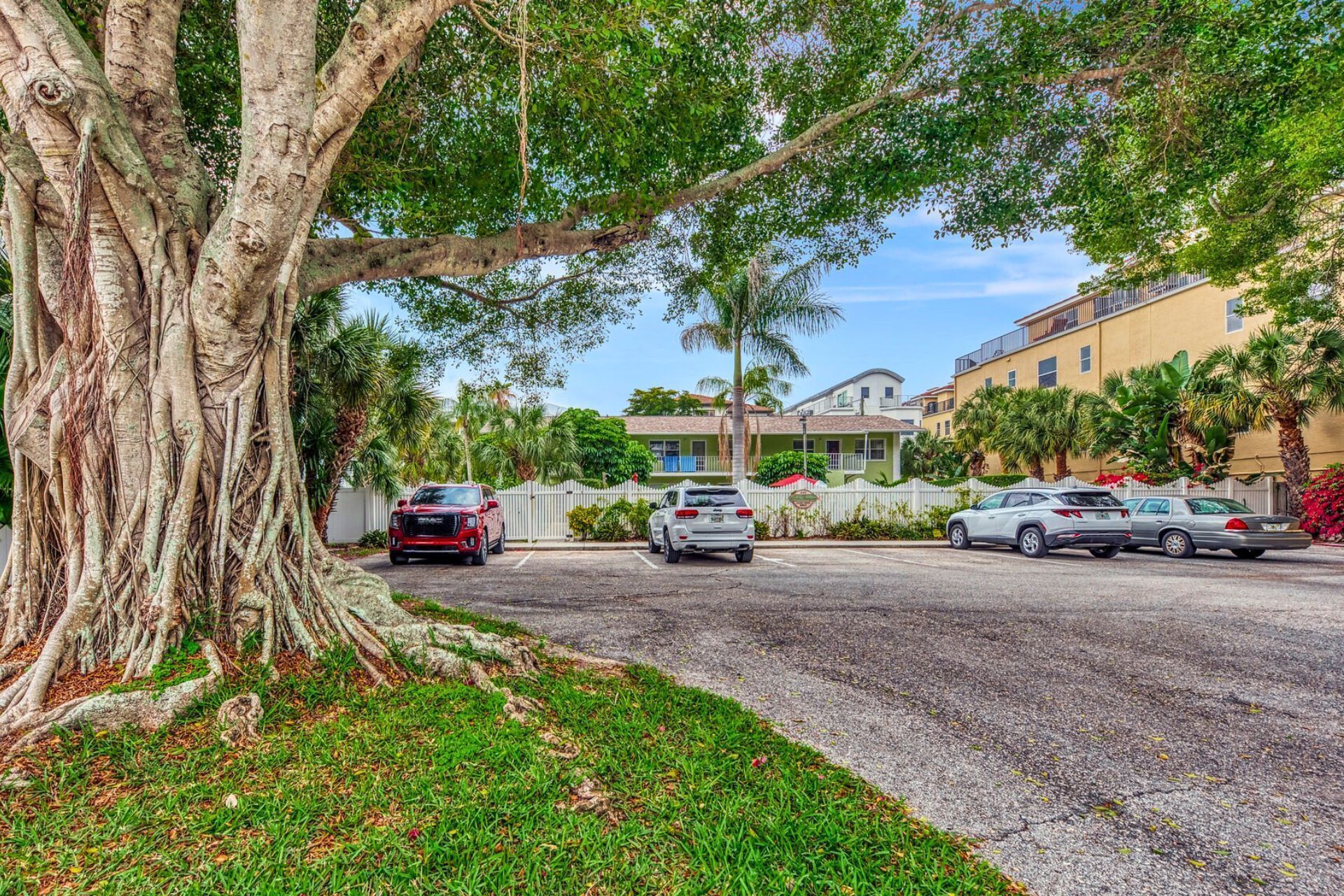 Un estacionamiento con coches, un árbol grande con raíces extensas y un edificio con cerca blanca al fondo.