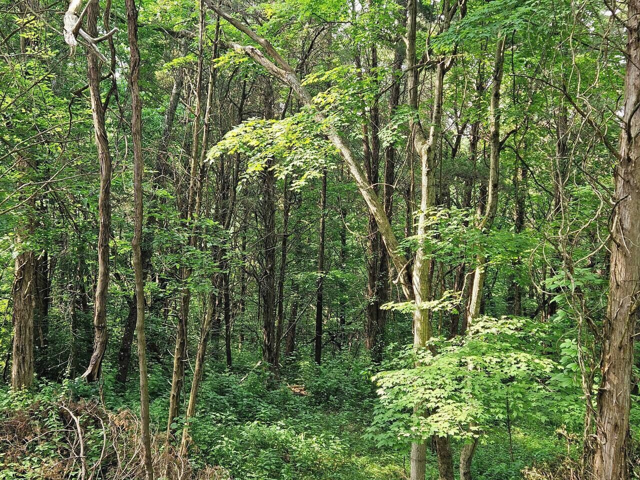 A dense forest with tall trees and thick underbrush.