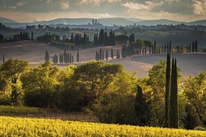 Un vigneto con filari di viti e diversi alberi sullo sfondo.