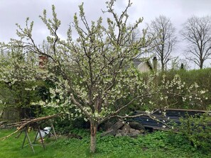 A tree with white blossoms in a backyard. - Entire home in Rødovre Denmark (Rødovre)