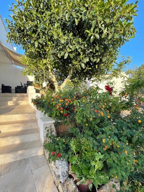 Property grounds - CASA MELODIA - surrounded by olive groves with a view of the Ionian Sea (Marina di Felloniche)