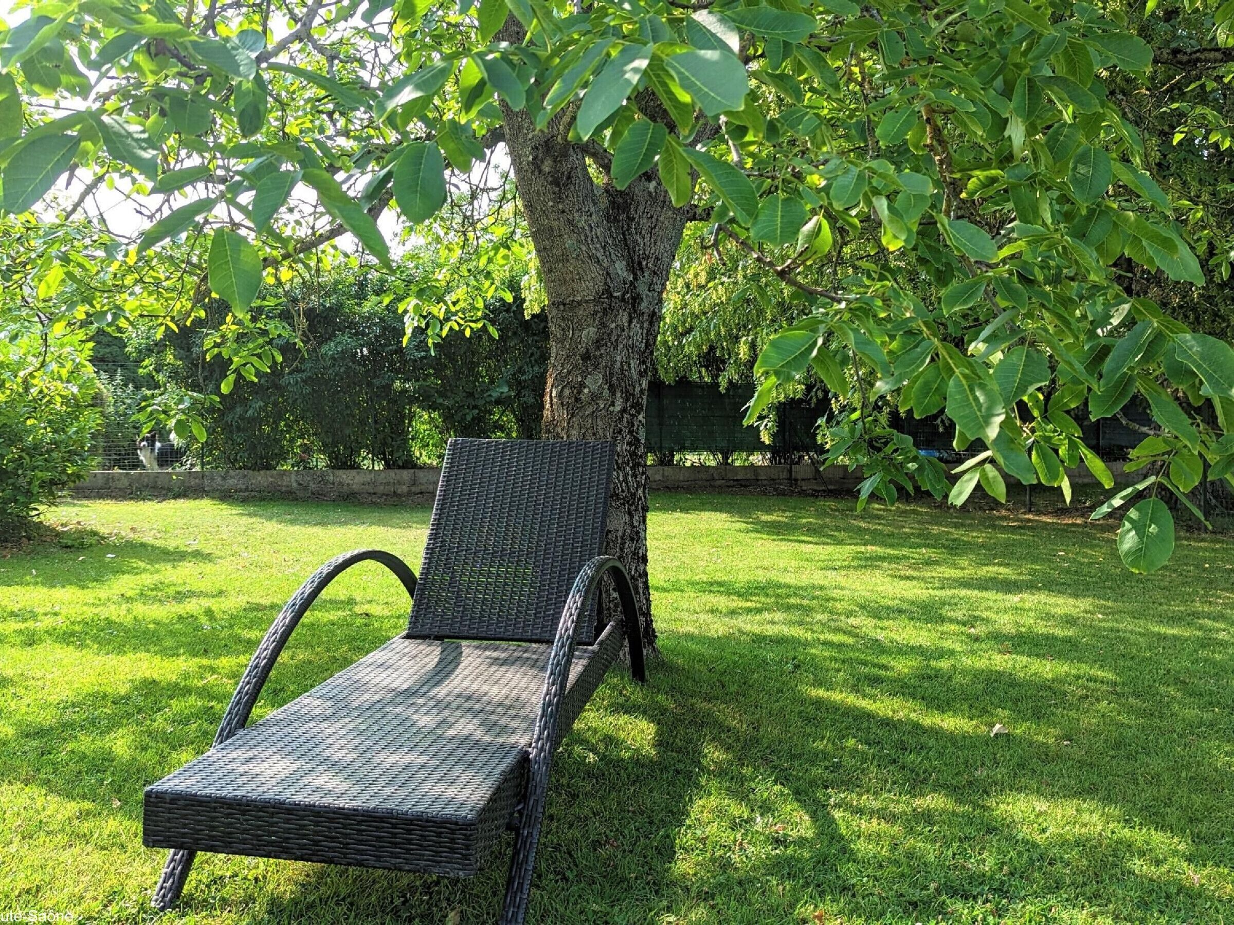 Una silla de mimbre bajo un árbol en un área verde.