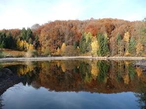 Un lago tranquilo con reflejos de árboles y un bosque al fondo.