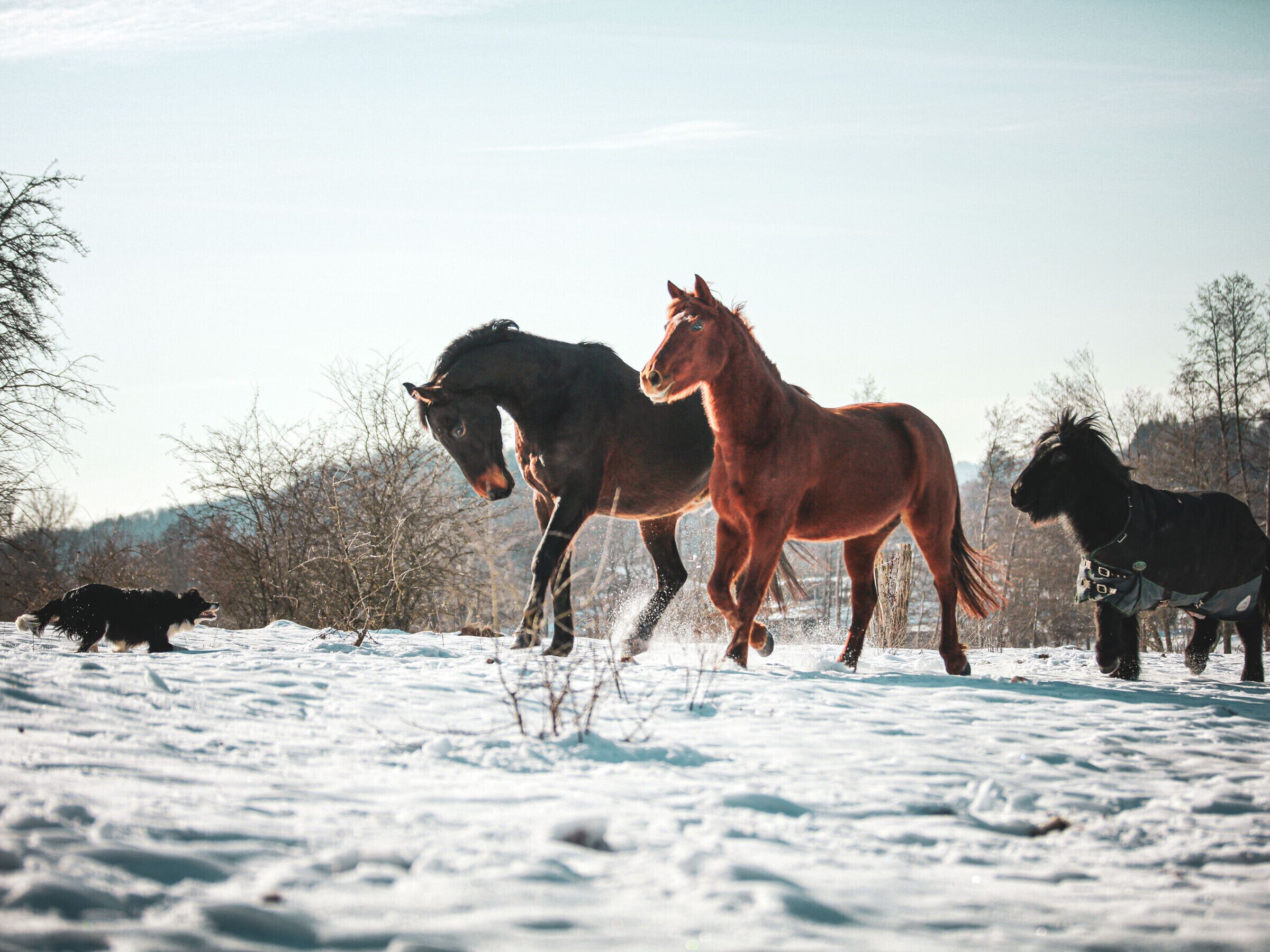 Un paysage enneigé où l’on voit trois chevaux qui galopent.