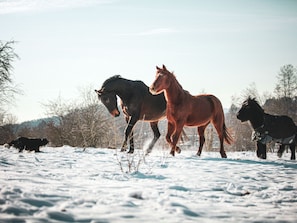 A snowy landscape with three horses running.