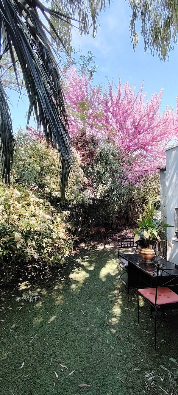 A garden with a table and chairs, surrounded by various plants and trees.