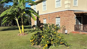 Un edificio con fachada de ladrillo, una palmera de banano y un arbusto con frutos amarillos.