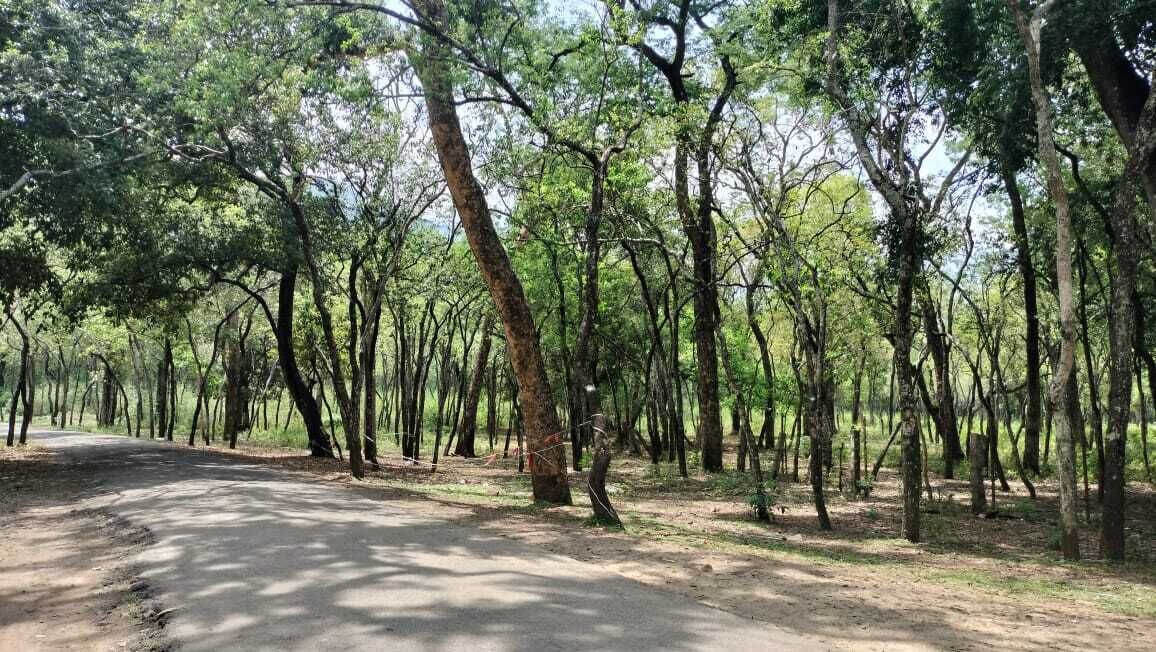 A dirt road winding through a forested area with tall trees and a clear sky.
