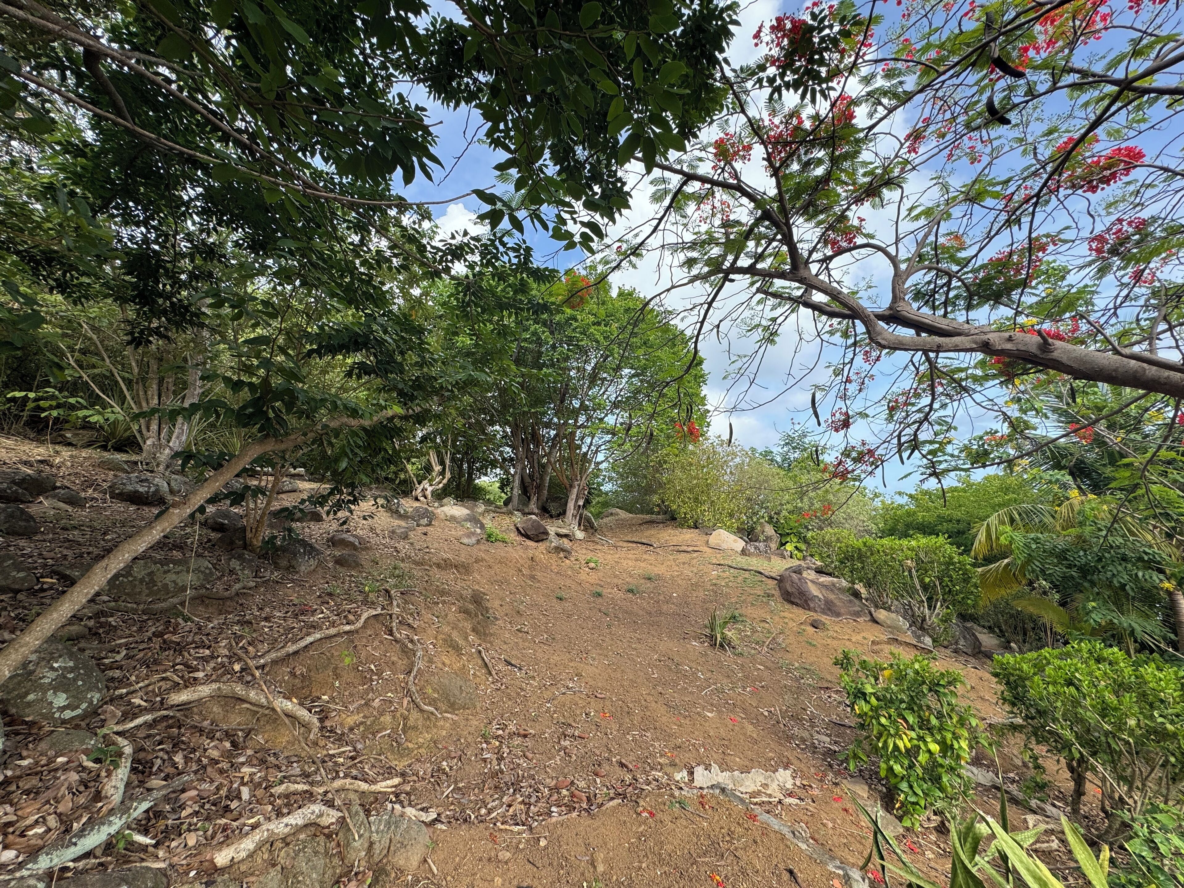 A natural landscape with trees, rocks, and a dirt path.