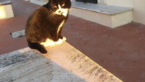 A cat sitting on a bench in an outdoor area with tiled flooring and a white wall with black shutters. - Villa il Turchetto, country house with swimming pool 2km from Terme di Saturnia (Saturnia)