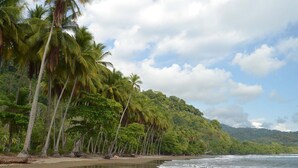 A beach with palm trees and a view of the ocean. - Ocean & Forest Views, Wildlife, Pool, Beach, Family & Friends, A/C....5 Star! (Uvita)