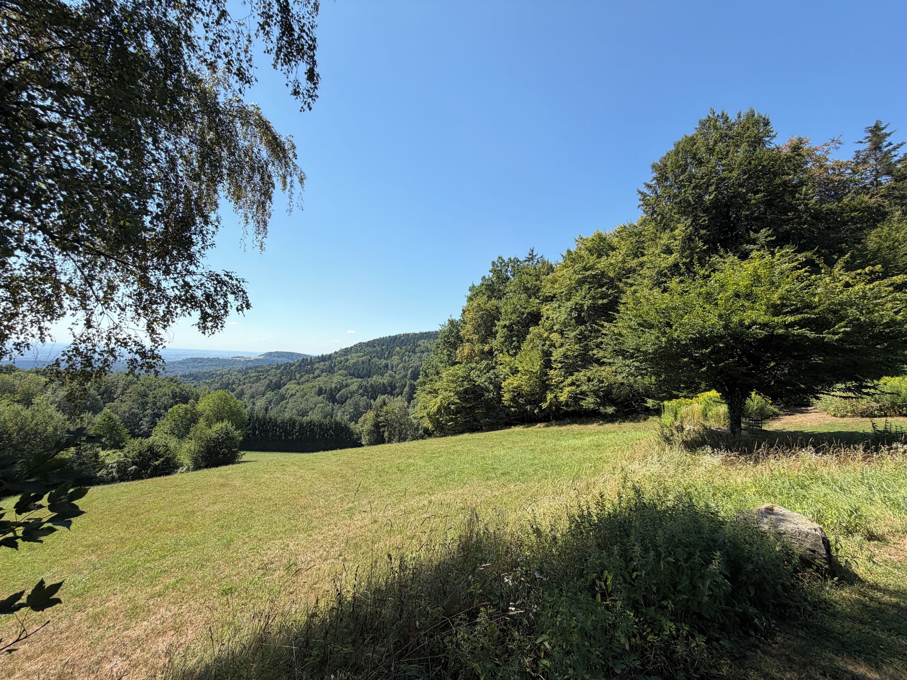 Un champ verdoyant, parsemé d’arbres, sous un ciel dégagé.