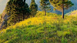 A mountainous landscape with pine trees and a clear sky. - Hilltop Heaven Cabanas (CP)