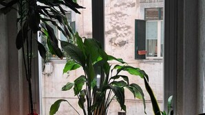 A window with three potted plants on a sill. - 10elode House Spanish Neighborhoods (Napoli)