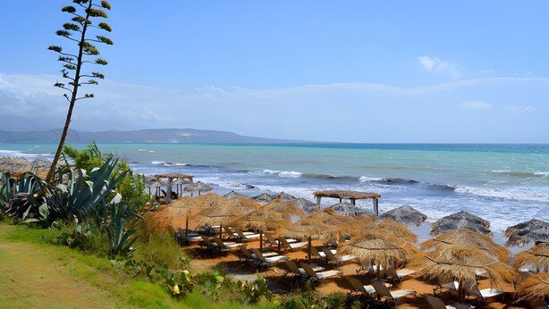 A beach with thatched umbrellas, sun loungers, and a tall plant.
