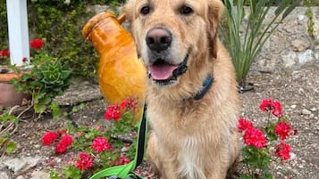 Área da propriedade