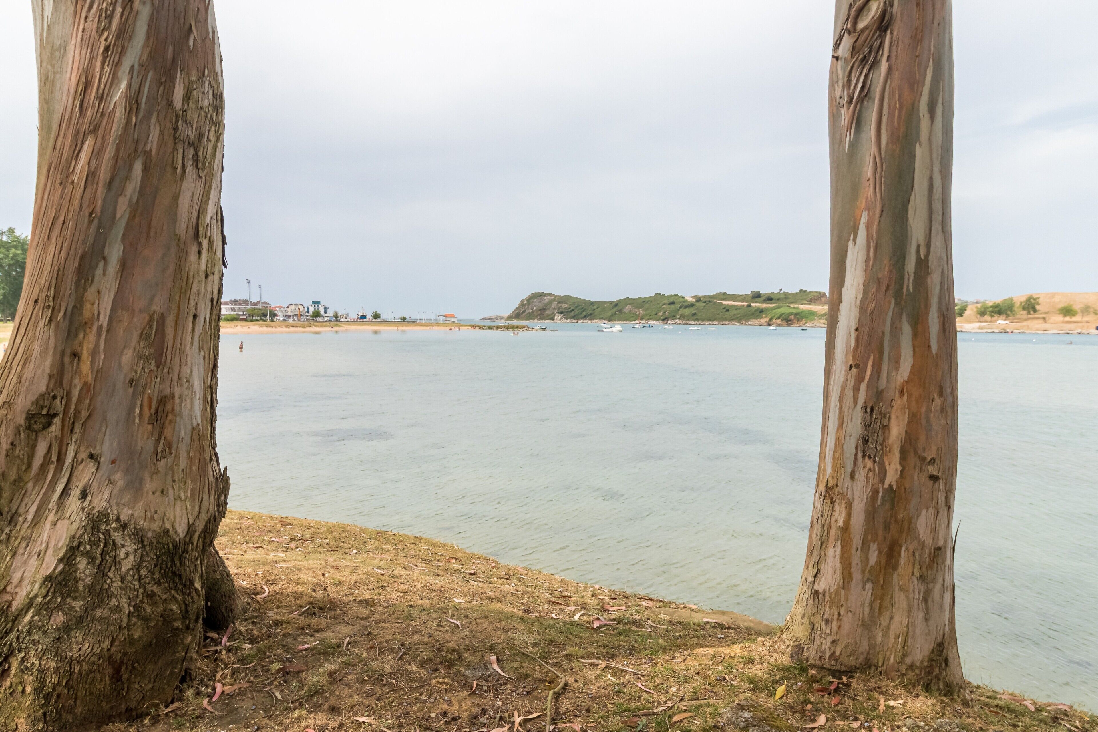 Een kustgezicht met twee opvallende bomen die een uitzicht op kalm water en verre landschappen omlijsten.