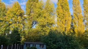 A small, single-story building with a sloped roof, surrounded by tall trees with yellow foliage.