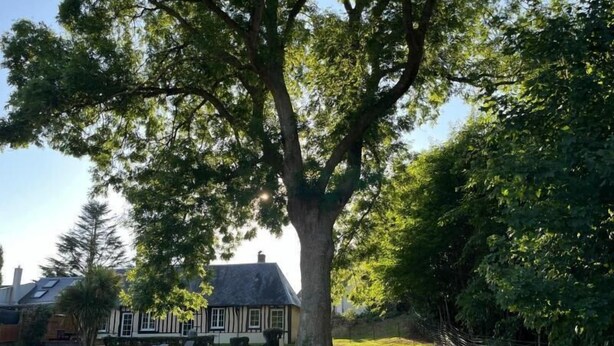A large tree in front of a house with a white fence.