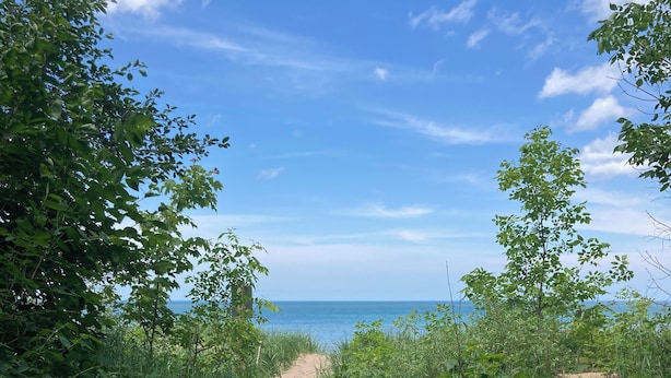 Un sendero arenoso que conduce a una playa, con abundante vegetación a ambos lados.