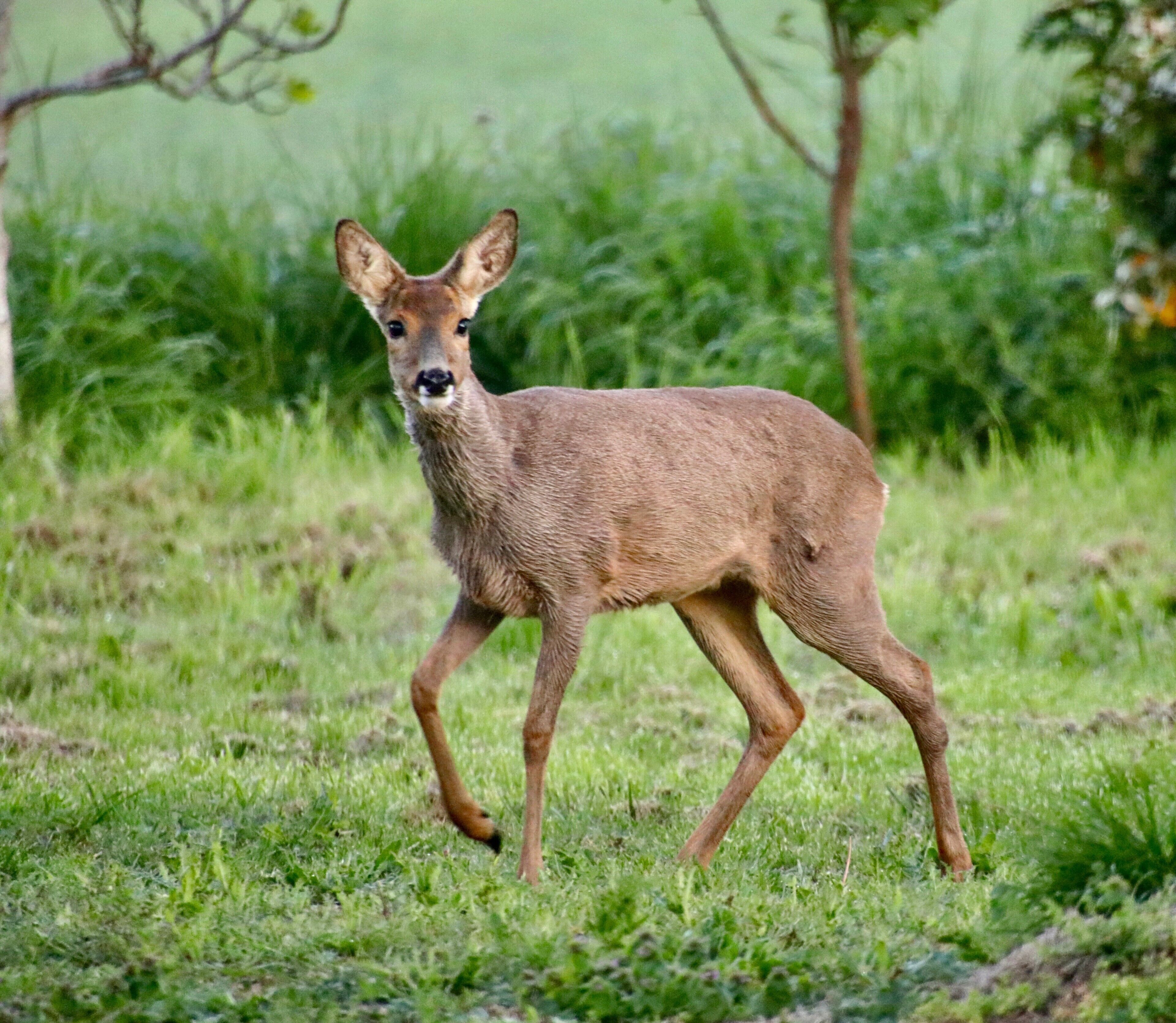 Un cerf dans un champ d’herbe.