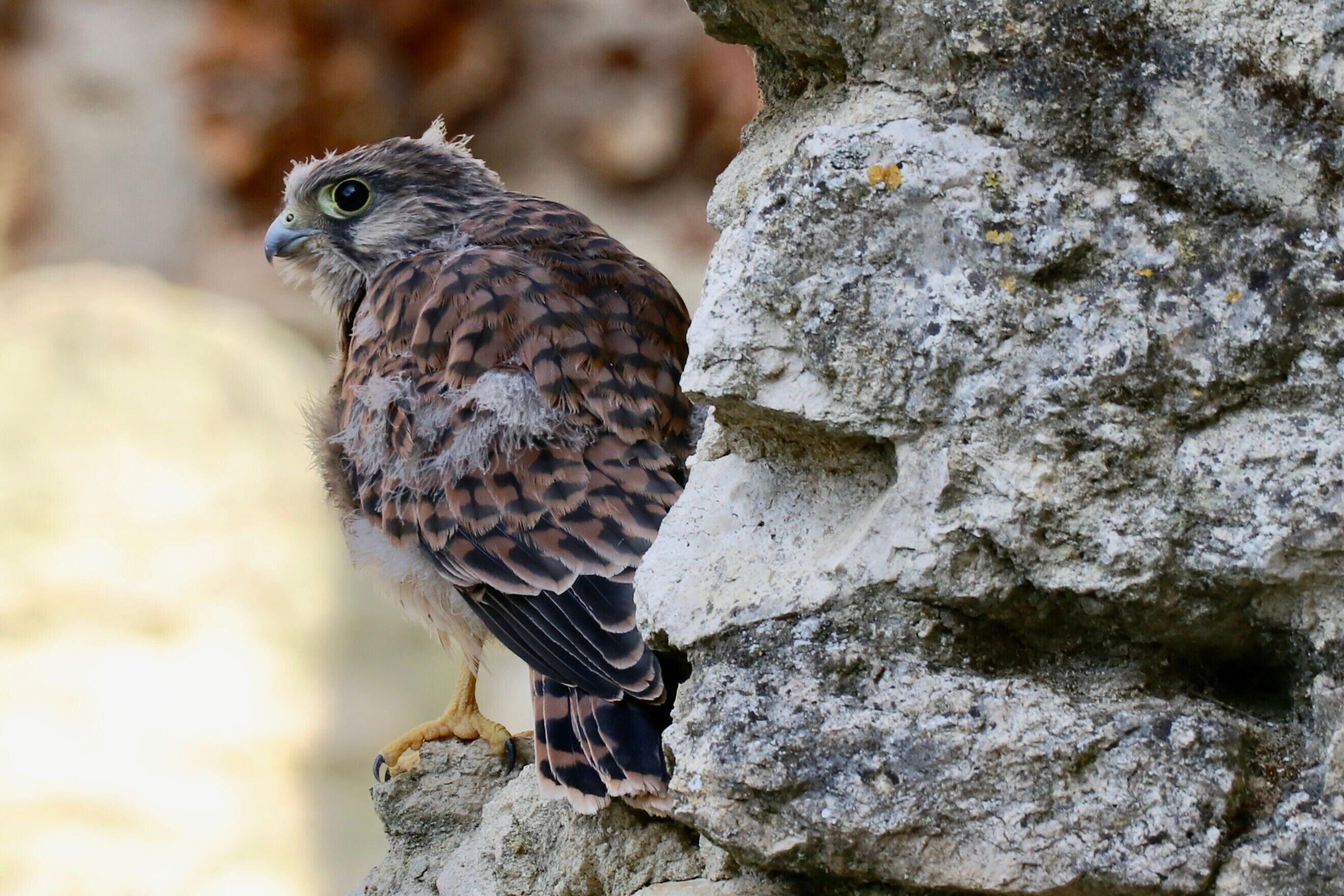 A bird perched on a rock.