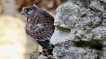 A bird perched on a rock.