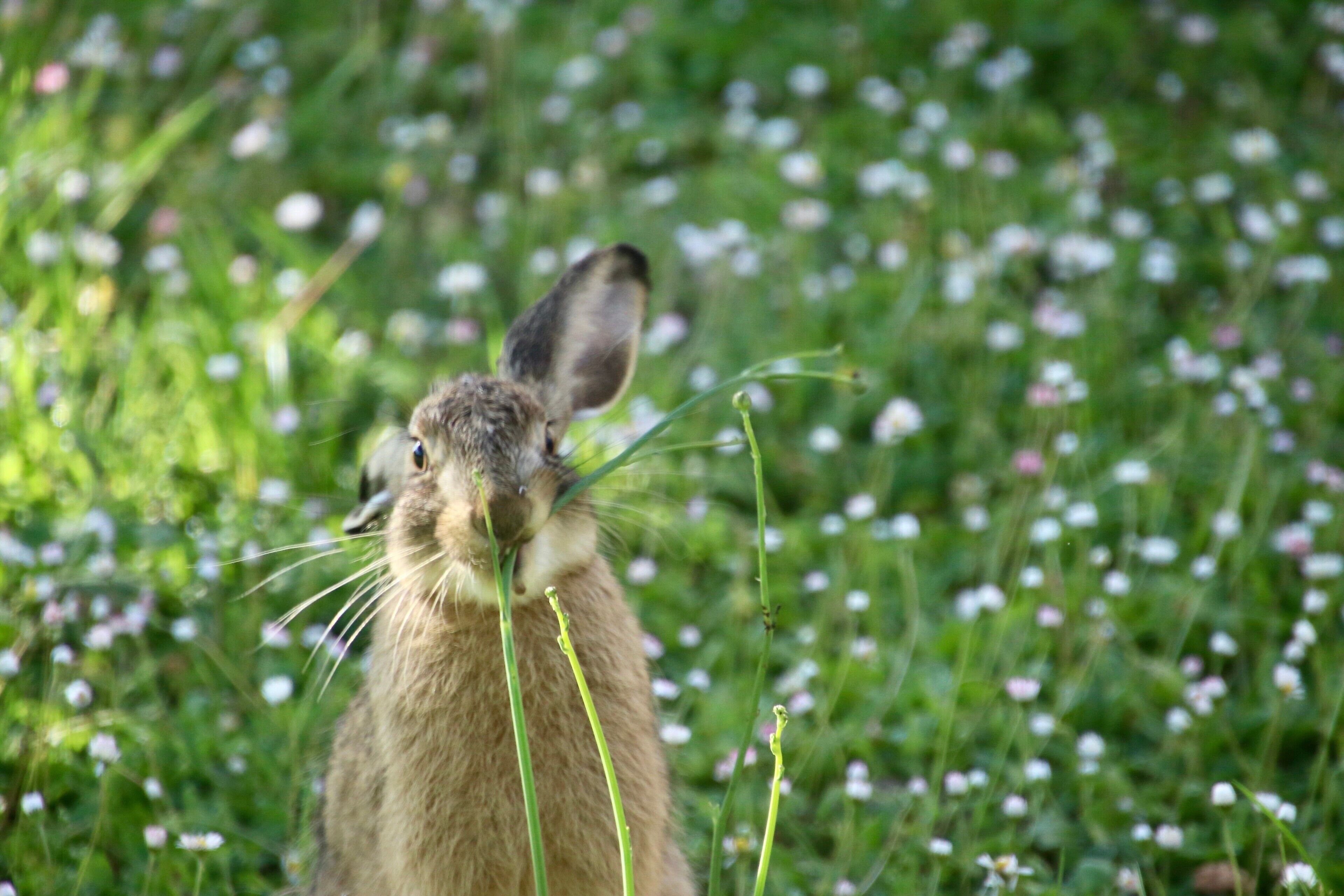 A rabbit in a grassy field with small white flowers.