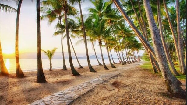 A beach with a stone pathway lined with palm trees and a view of the ocean. - Tropical views from spacious, comfortable, well appointed apartment (Palm Cove)