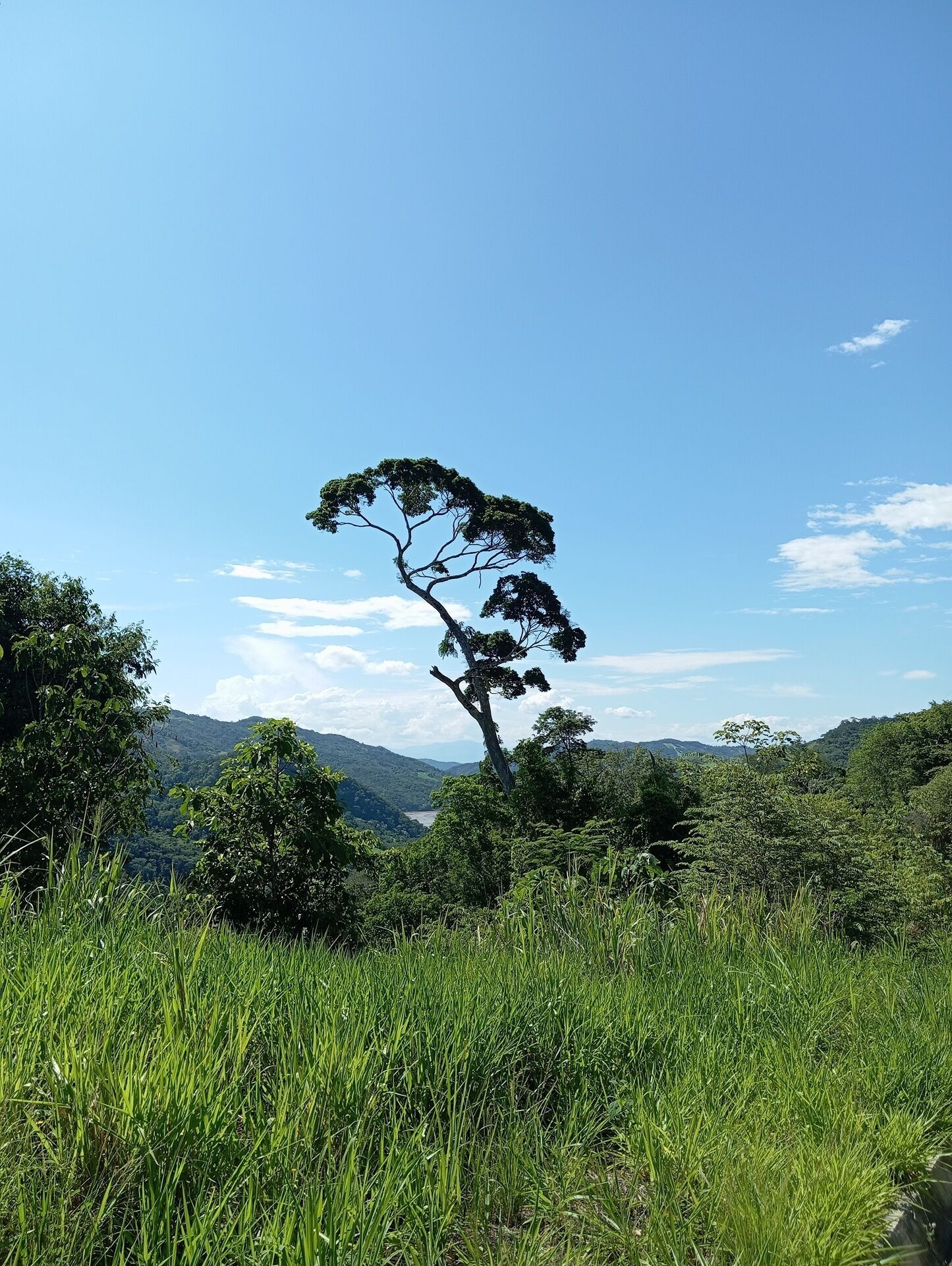 Paisaje con un árbol destacado, abundante vegetación y colinas lejanas.