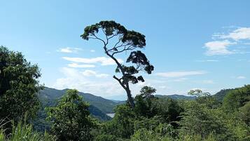 Paisaje con un árbol destacado, abundante vegetación y colinas lejanas.