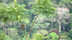 منوع