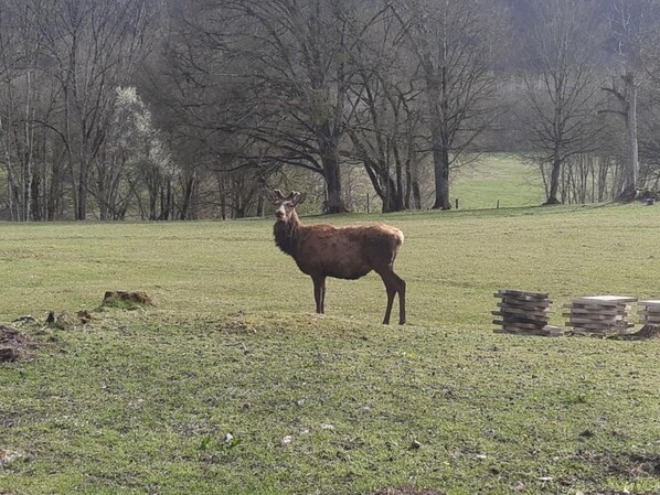 A deer in a grassy field with trees in the background.