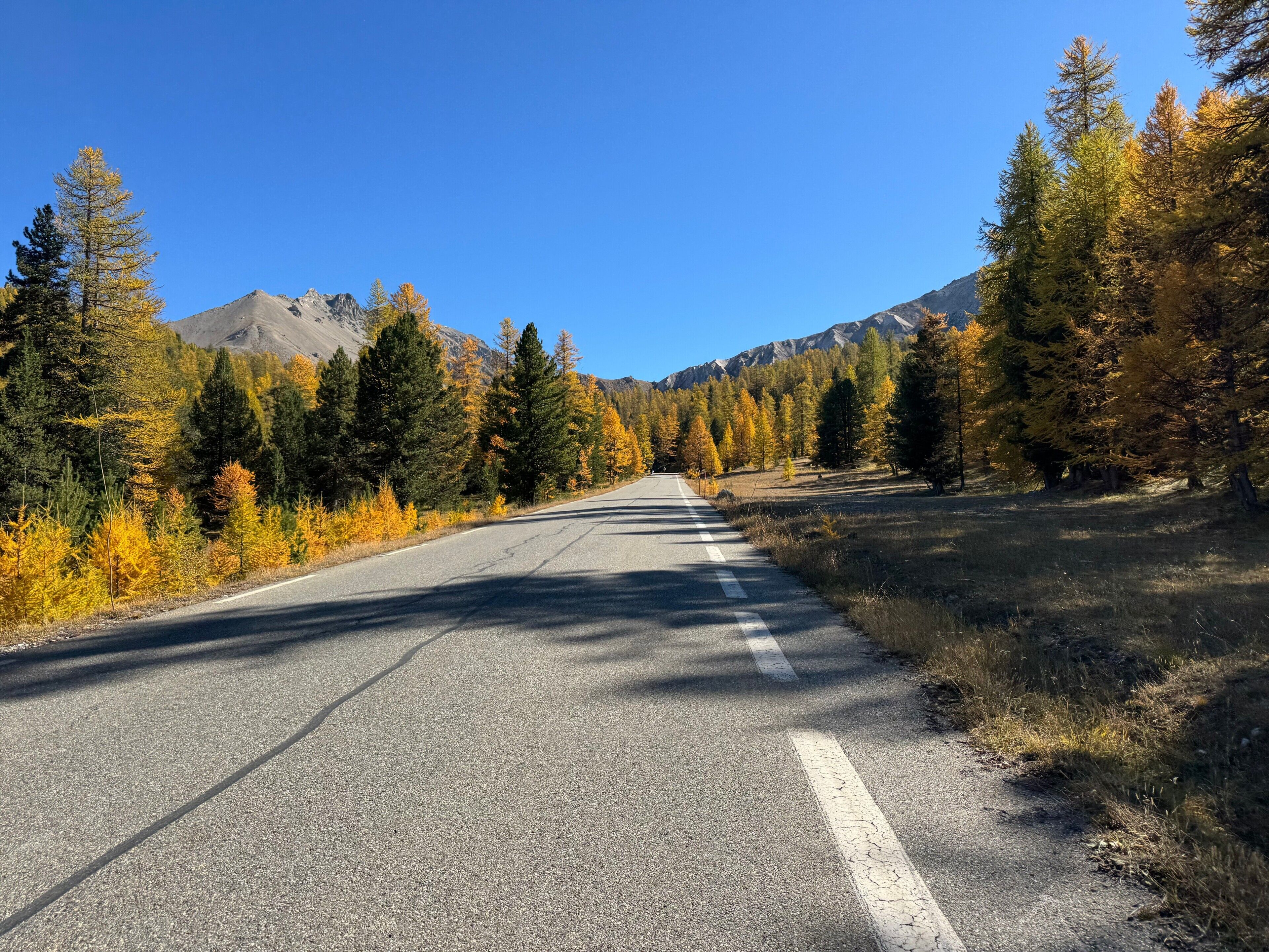 Une route bordée d’arbres et entourée de montagnes.